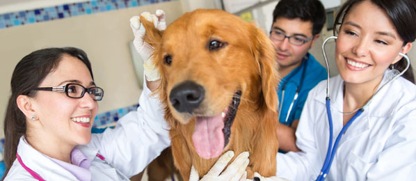 OCSPCA helping animals