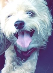 Animal in need of help